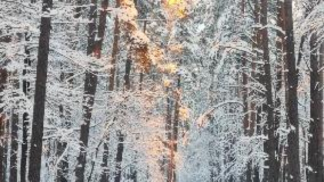 Priecīgus Ziemassvētkus!